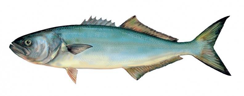 Pescado Azul