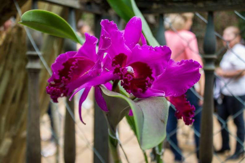 UNIMET promueve la conservación de la flor nacional 