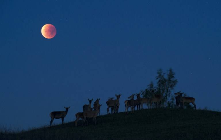 La luna vista desde 250 km al norte de Minsk, Bielorrusia/ Foto: AFP