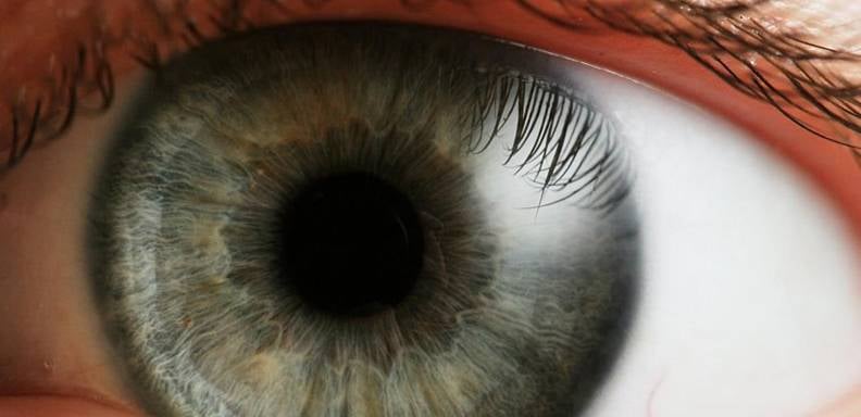 Un equipo de científicos españoles identificó un regulador clave para la correcta formación de los ojos, un hallazgo, según sus autores, "relevante" para entender las bases moleculares de defectos oculares congénitos como el coloboma