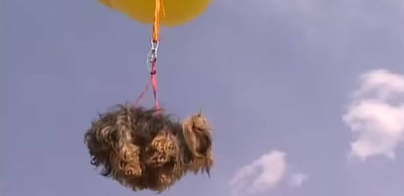 El perro volador llega desde Brasil