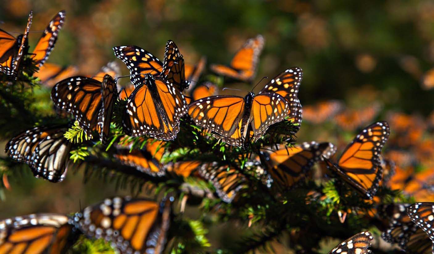 monarch-butterfly-biosphere-reserve-analitica