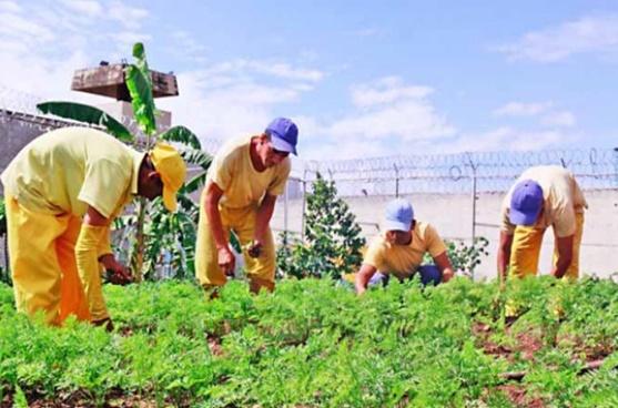 Los ministerios para la Agricultura Urbana y para los Servicios Penitenciarios están trabajando de manera conjunta