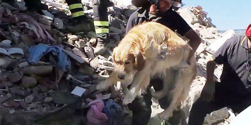 Italia sufrió un movimiento telúrico que dejó algunos pueblos en ruinas. Este perro fue un sobreviviente