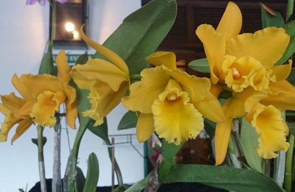 orquidea-770x500