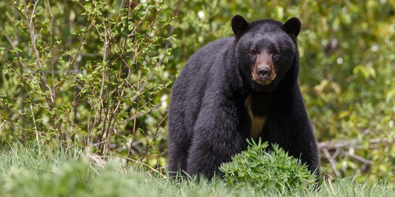 Oso negro y en el bosque