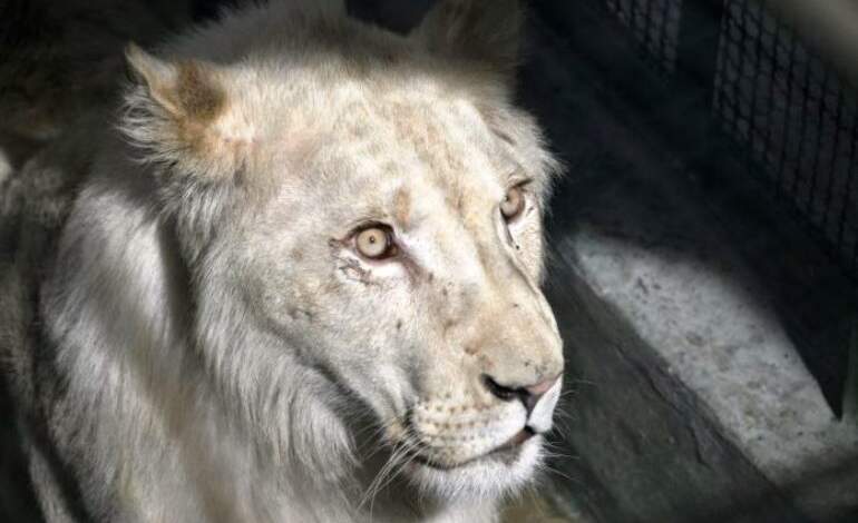 Para incentivar las visitas! Tres leones blancos llegan al zoológico de  Caricuao 