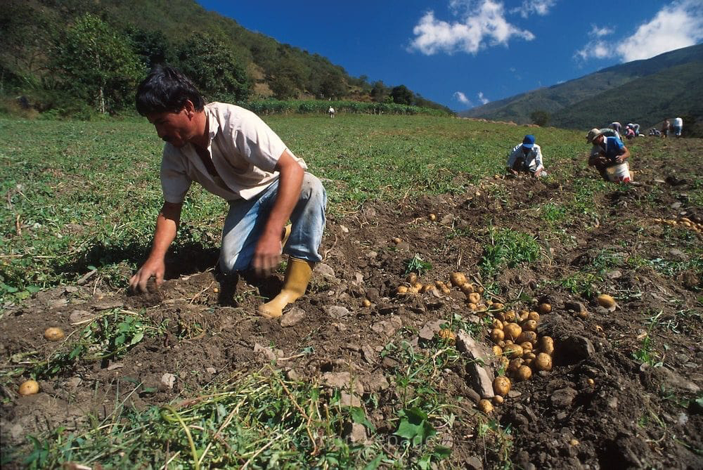 Power outages affect agricultural and livestock production in Merida